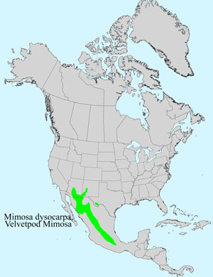 North America species range map for Mimosa dysocarpa: